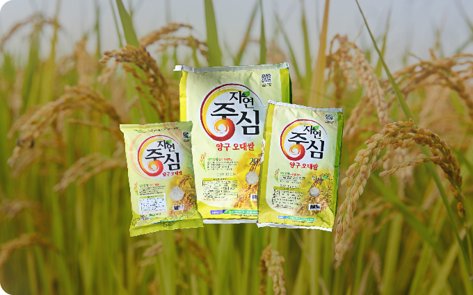 오대쌀
