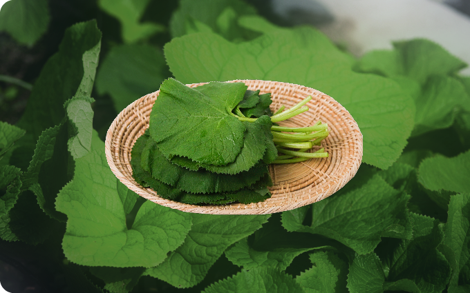 곰취