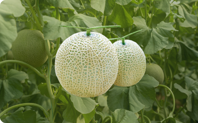 멜론